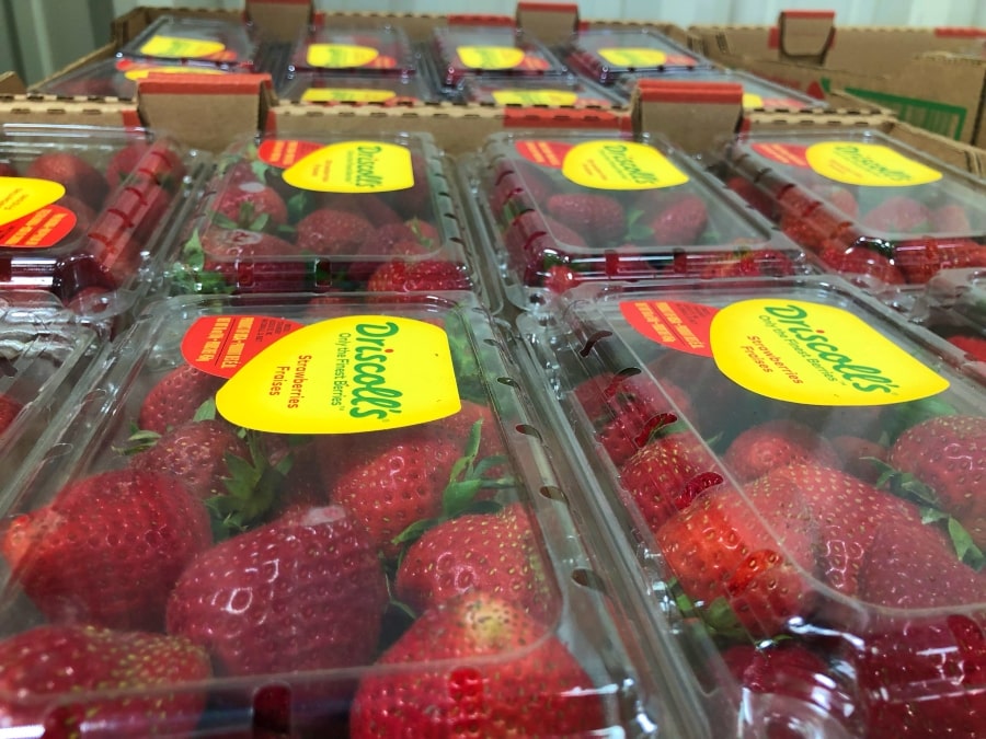 Cartons of Driscoll's strawberries at the San Benito County food bank
