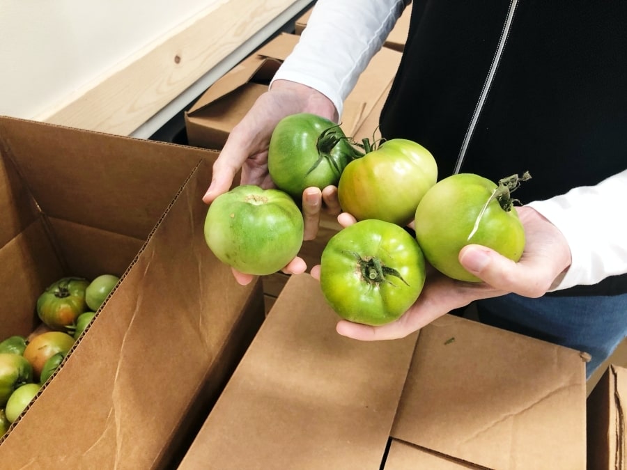 Hands holding several fresh green tomatoes