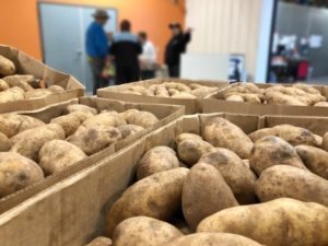 Bins of potatoes in marketplace at Food Bank of San Benito County